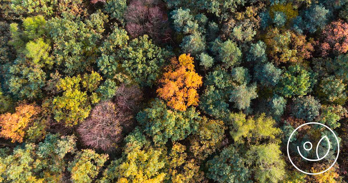La bellezza del fogliame in autunno! Le confezioni Oleam proteggono le foreste.